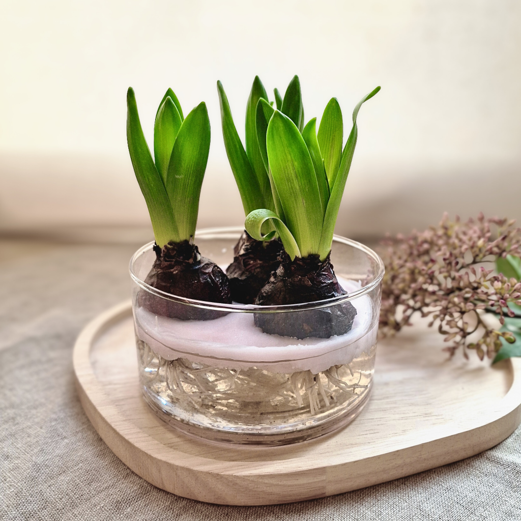 Hyazinthen mit Wachs überziehen DIY Frühlingsdeko