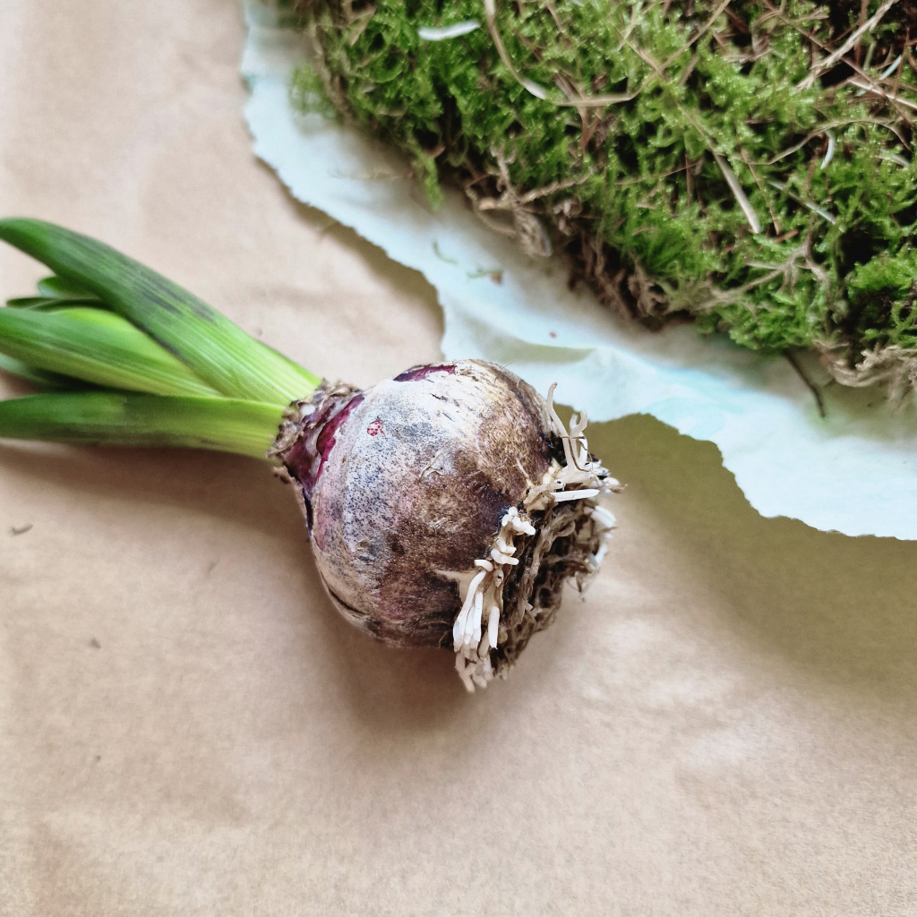 Hyazinthen Zwiebel Wurzeln entfernt