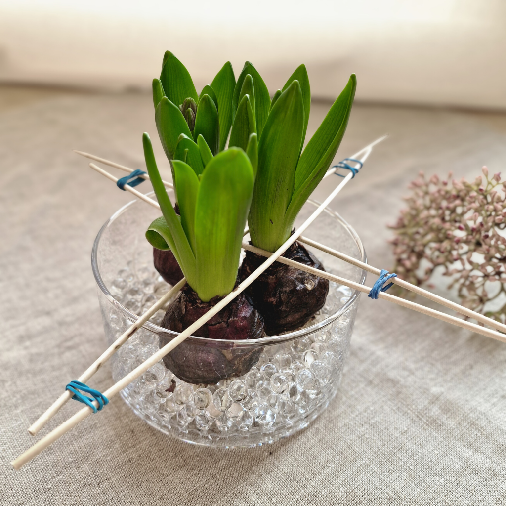 Hyazinthen in einer Schneedecke aus Wachs - Vorbereitung