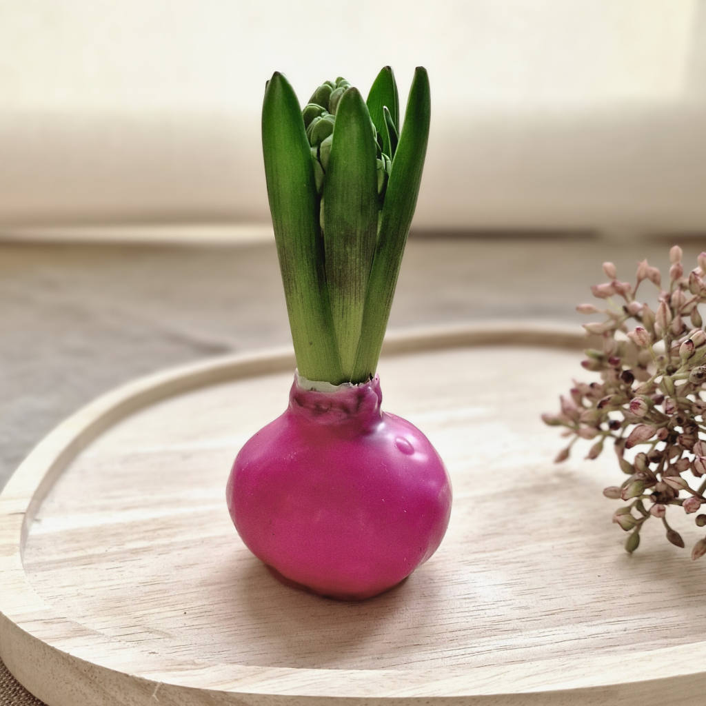 Hyazinthen Zwiebel gewachst ohne Topf