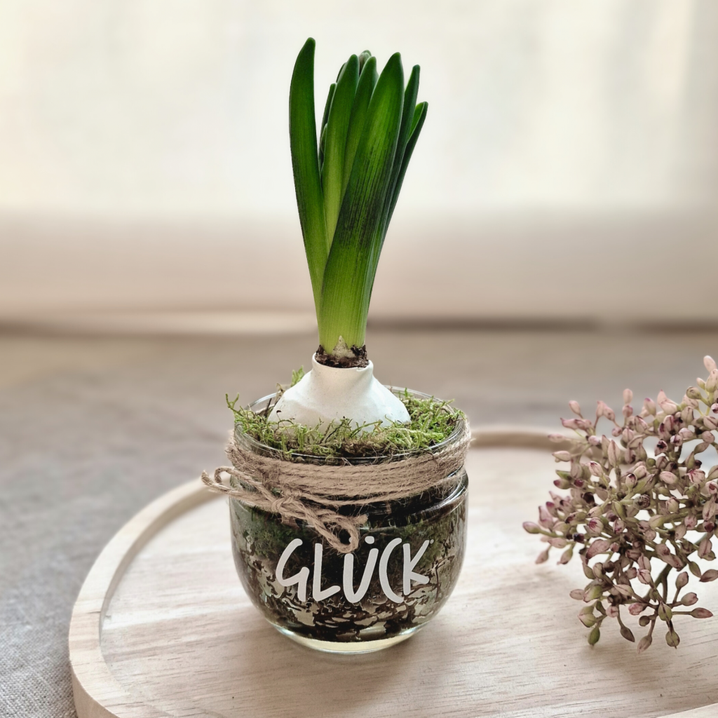 Hyazinthe im Glas mit Moosbett