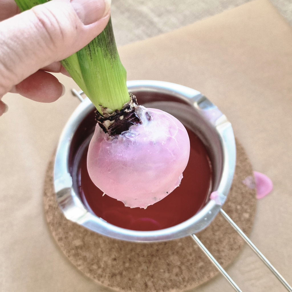 Hyazinthe Zwiebel in flüssiges Wachs tauchen